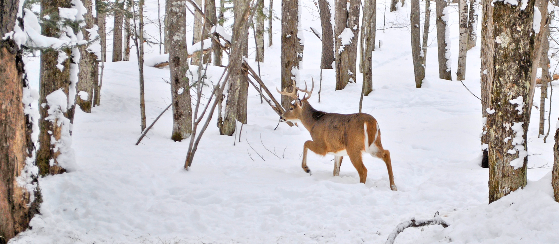 Winter Deer